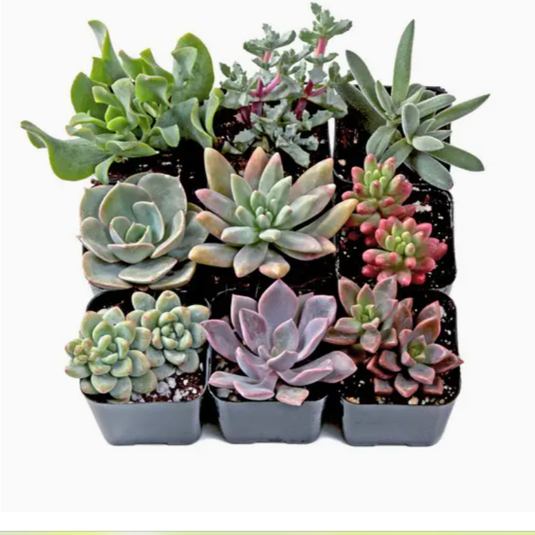 Assorted Succulents 2"