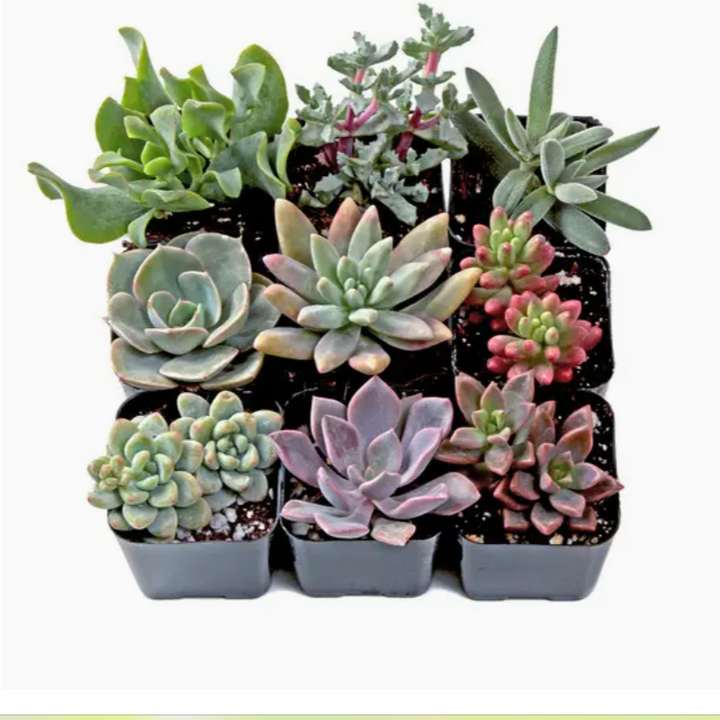 Assorted Succulents 2"