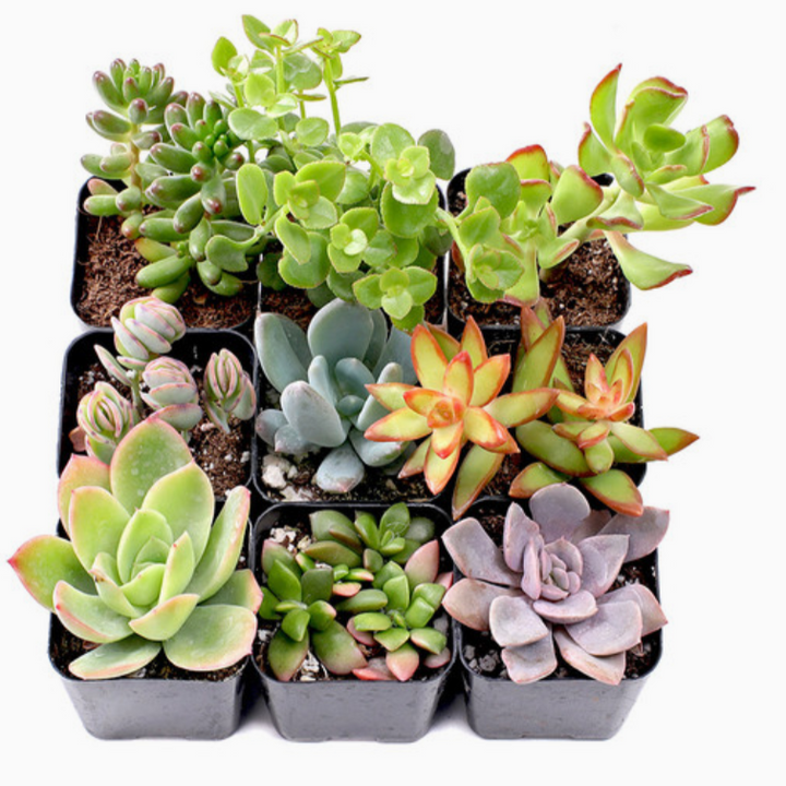 Assorted Succulents 2"