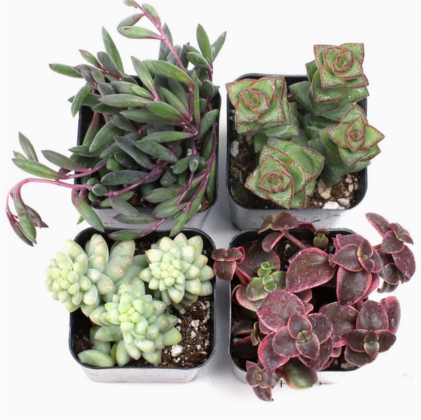 Assorted Succulents 2"