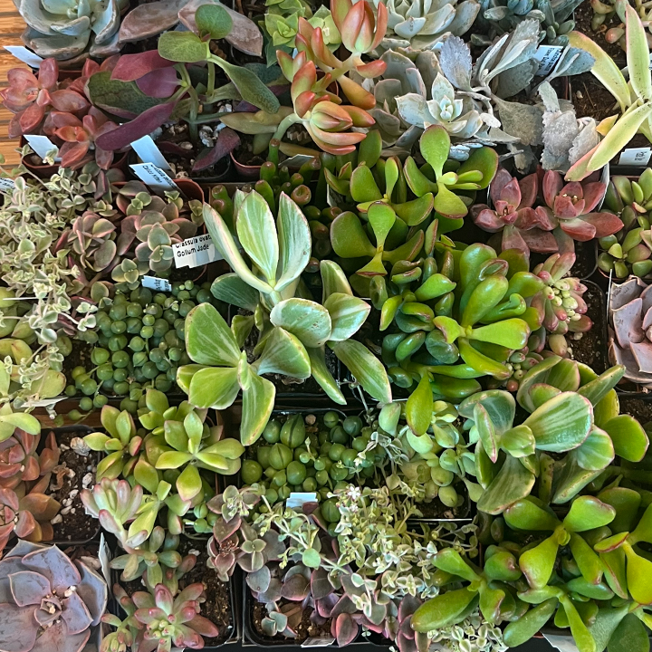 Assorted Succulents 2"