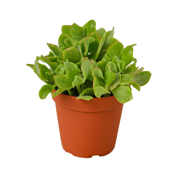 Ripple Jade Succulent 4" Pot